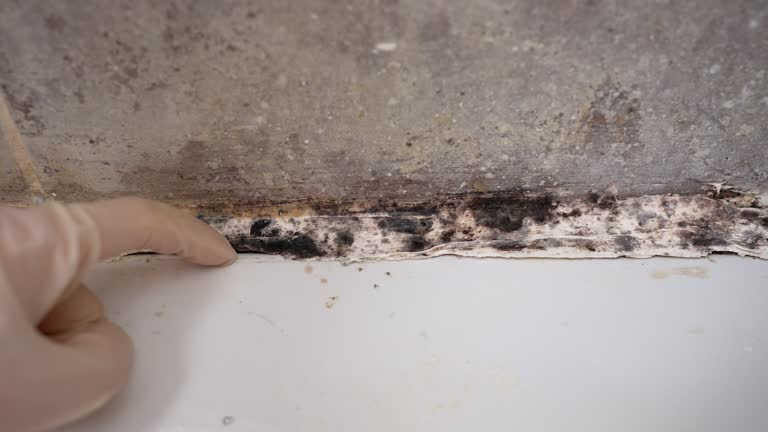 Best Emergency Mold Remediation  in Awendaw, SC