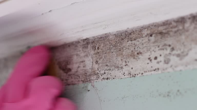 Best Attic Mold Removal  in Awendaw, SC